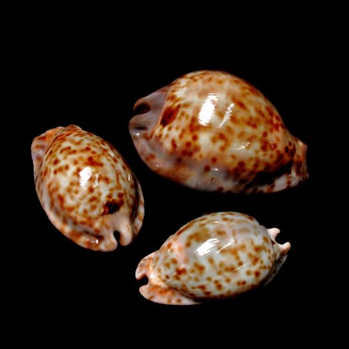 ratcowrie.jog