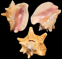 slitbackconch