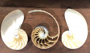 Natural Nautilus 3 Piece Section Set  1