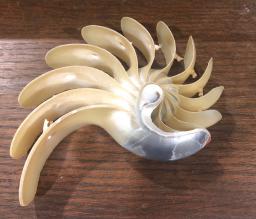 Hand Carved Nautilus Shell