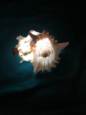 LED Murex Shell Lamp