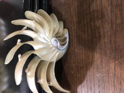 Hand Carved Nautilus Shell 1