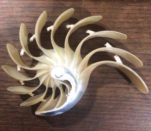 Hand Carved Nautilus Shell 2