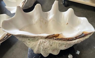 Giant Tridacna Gigas clams