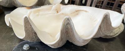 Giant Tridacna Gigas clams 1