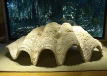 Giant Clams For Sale Tridacna Gigas 3