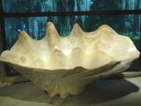 Giant Clams For Sale Tridacna Gigas