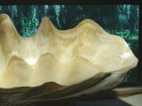 Giant Clams For Sale Tridacna Gigas 2