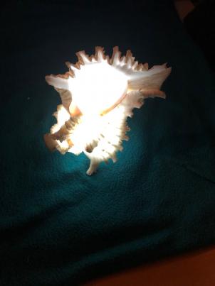 LED Murex Shell Lamp 1