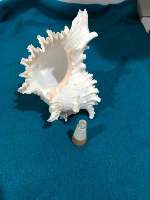 LED Murex Shell Lamp 2