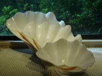  Hippopus Porcellanus Clam Shells 1