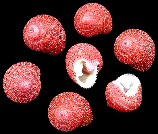 strawberrytops