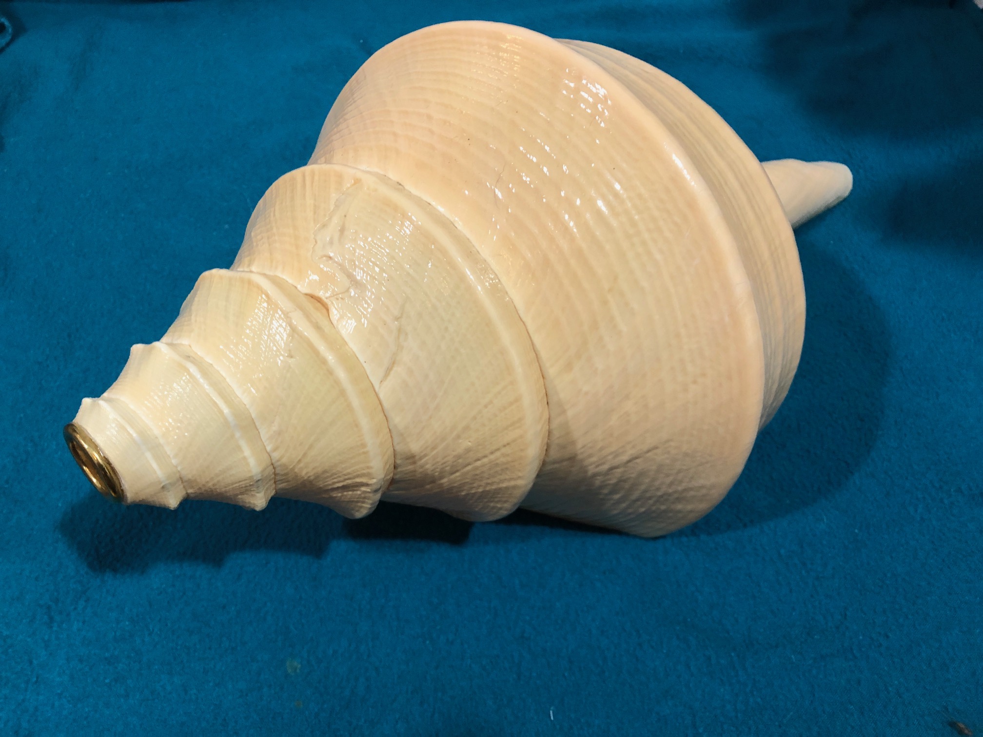 Giant Shell Horn