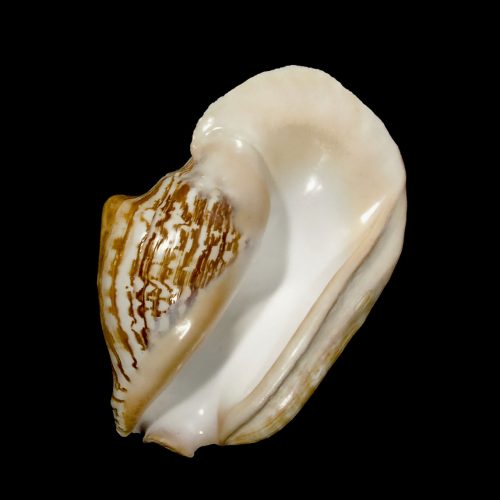 widepacificconch