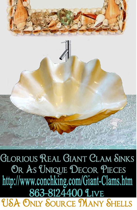 giant clam shell sink